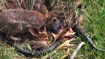 Un lapin sauve ses petits d'un serpent !