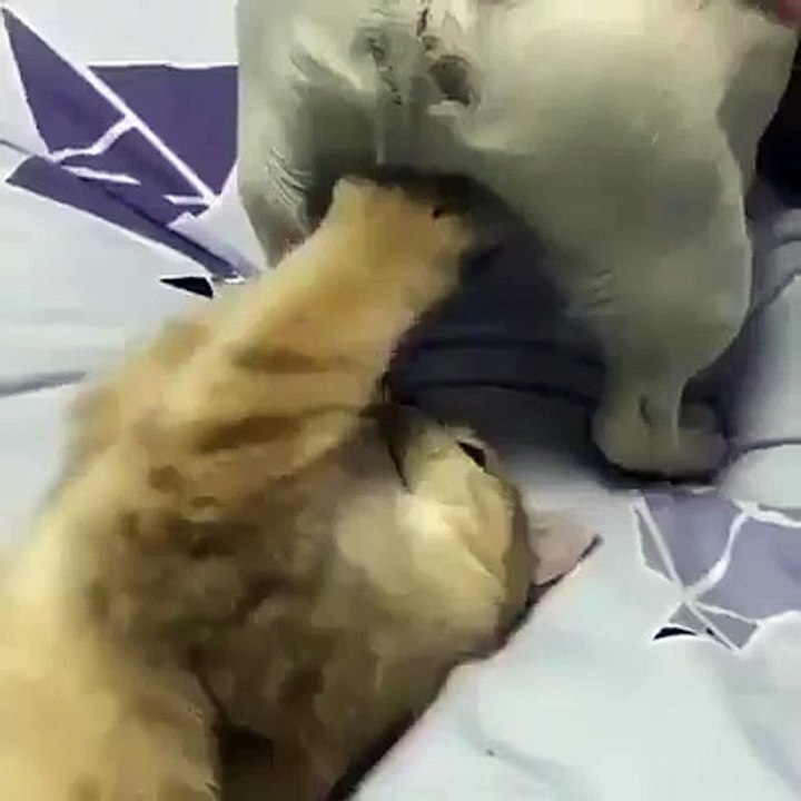 Ce chaton a trouvé un nouveau jouet...les grelots du chien