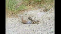 Un écureuil défie un serpent pour garder son territoire !