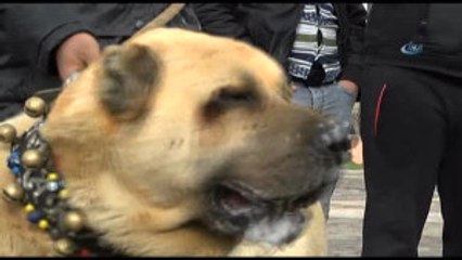 Türk Eylemcilere Köpekli Müdahale Eden Hollanda'ya Kangallı Tepki