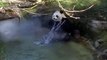 Petit bain de printemps pour la femelle Panda Huan Huan au zoo de Beauval