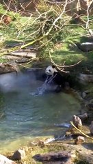 Petit bain de printemps pour la femelle Panda Huan Huan au zoo de Beauval