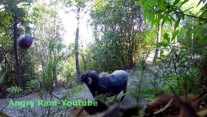 Voilà ce qui se passe quand tu laisses une spiroballe dans la forêt