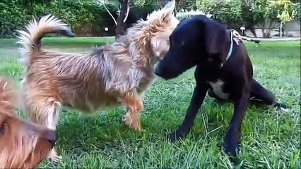 Puppy covered in thousands of ticks and with embeded wire on her tail makes an amazing recovery