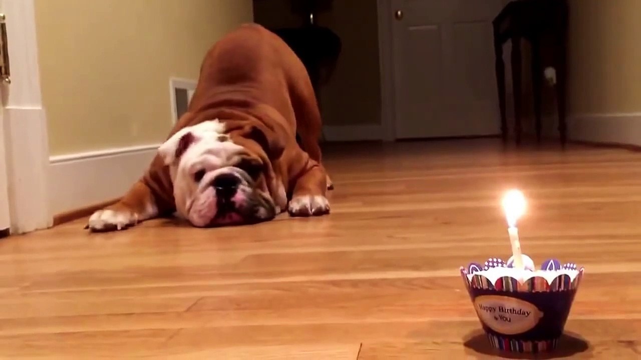 Bulldog not so sure about his birthday pup cake