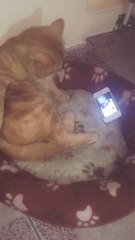Emotional Cat Misses His Friends