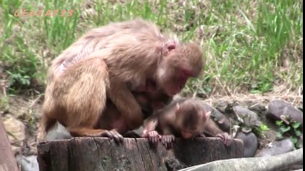 Baby Monkey - Baby Animal Video