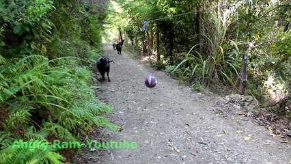 Quand tu laisses une balle dans la foret... ça donne ça!