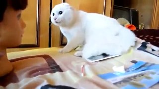 Cats Scared Mask Funny Animal Videos-Documentary Hd - YouTube