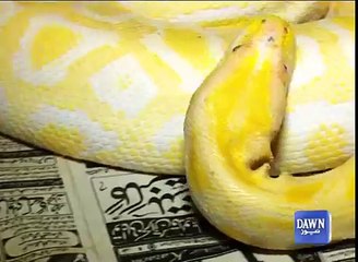 Snake Boys of Karachi