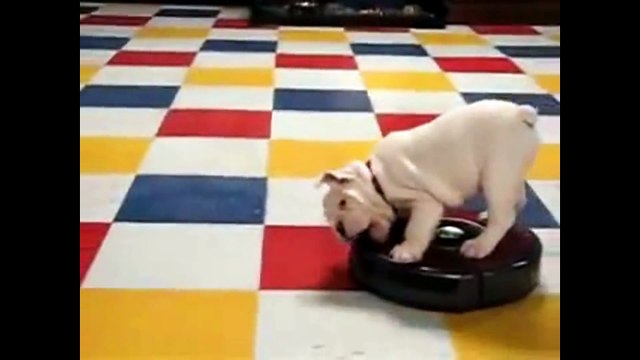 Bulldog Puppies are the cutest Puppies ever