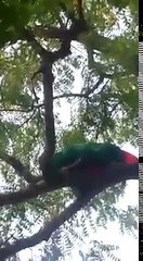 An Indian Muslim Woman Performing Prayer on the Branch of a Tree longer and more clear