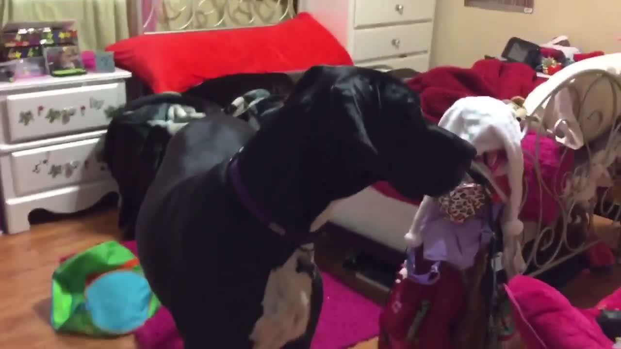 Great Danes play hide and seek with little girl
