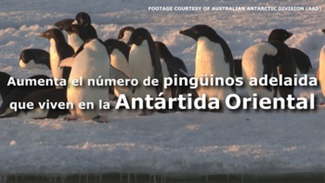Aumenta el número de pingüinos adelaida que viven en la Antártida Oriental