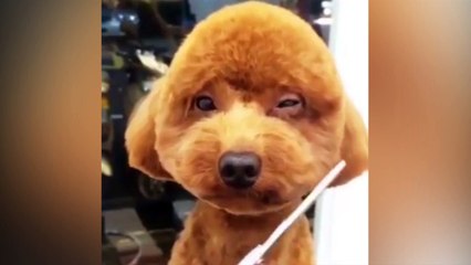 Những biểu cảm "phê không chịu nổi" của boss khi được làm đẹp