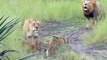Ces bébés lions essayent de rugir comme leur papa