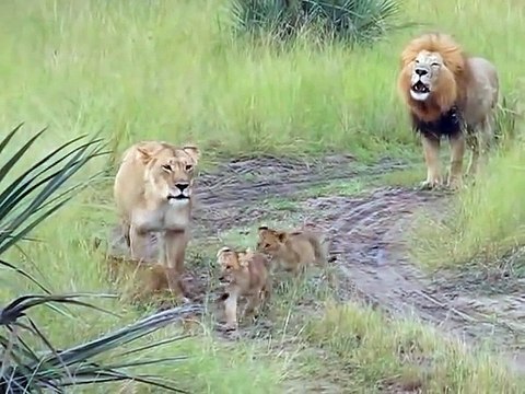 Ces bébés lions essayent de rugir comme leur papa