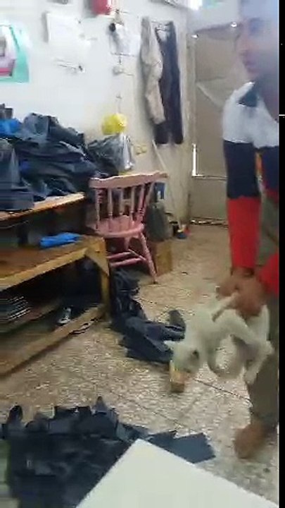 Cat Scare