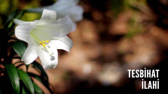 Müziksiz İlahiler - Tesbihat