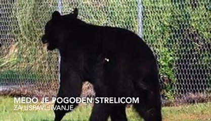 Bear saved from drawning