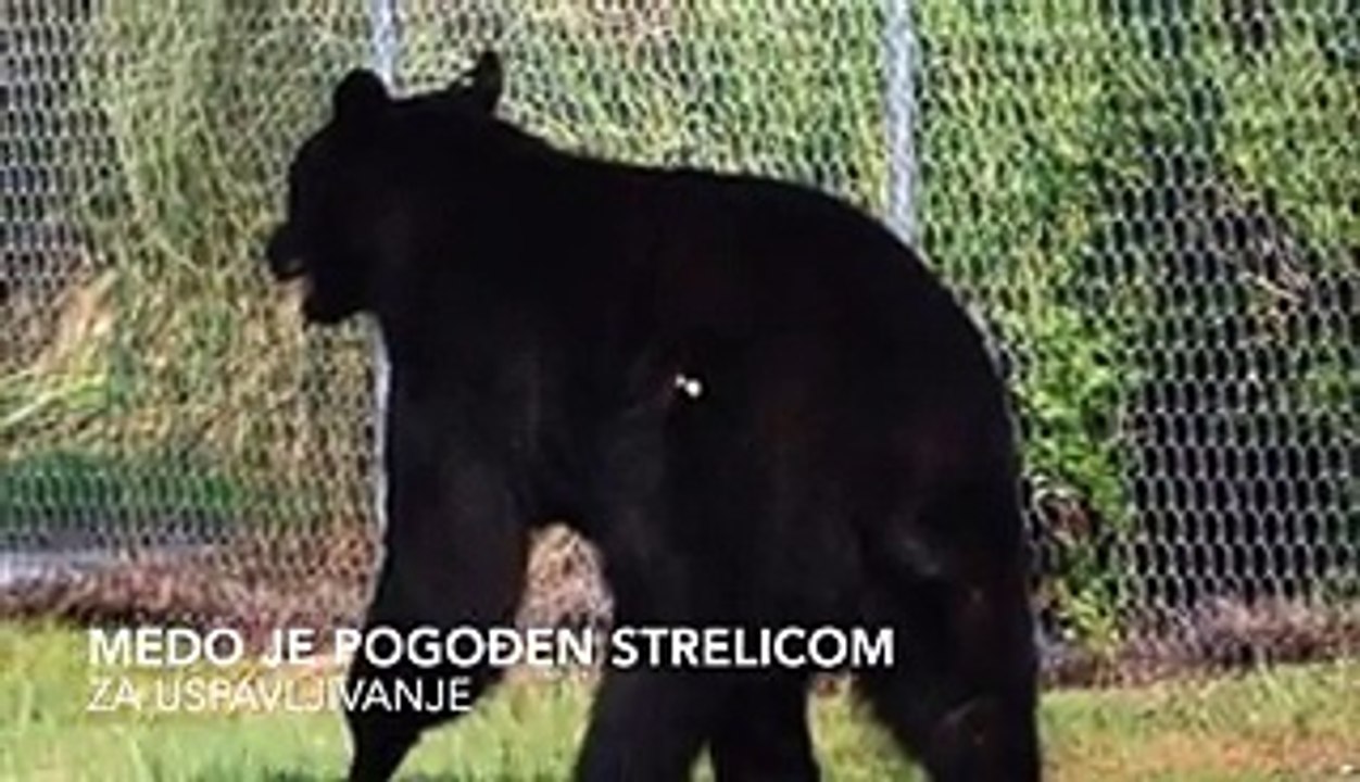 Bear saved from drawning