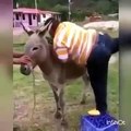 [MP4 360p] Funny Fat Man Trying to sit on Donkey Funny Viral Video