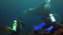 Scuba diving with mantas in Raja Ampat, Indonesia