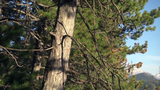 Hautes-Alpes : les chenilles processionnaires, véritable fléau pour les habitants