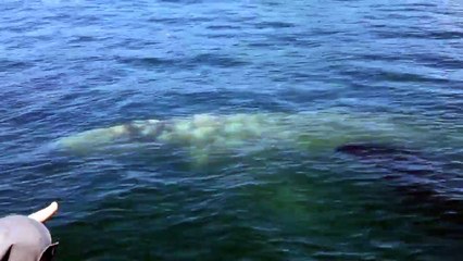 A rainbow shooting out of a whale's blowhole is so magical and perfect