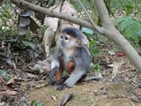 Colorful Baby Monkey Learns How to Jump