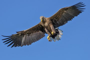 Best Eagle attacks in the world - Eagle vs Goat, Rabbit, Cat, Dog, Snake,Wolf