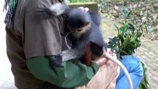 Colorful Baby Monkey Learns How to Jump