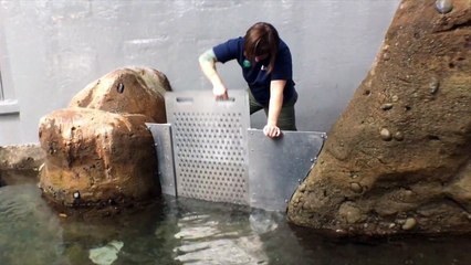 Penguin chicks swim in the Penguinarium
