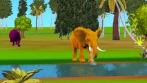 Animals Finger Family Nursery Rhymes Songs | Colors Lion Elephant Rhino Finger Family Song