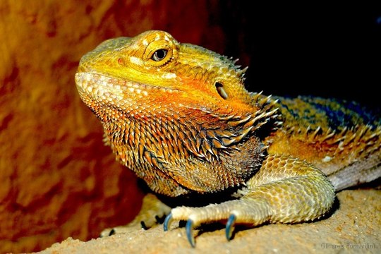 savana afrícana animais, animais africanos, reino animal, animais brigando, africa savana, savana africa, mundo dos animais , videos de animais na selva, qual é o maior animal do mundo, youtube videos incriveis de animais, animais selvagens youtube,