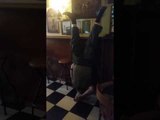 Man Drinks Pint of Guinness While Standing on His Head for 'St. Patrick's Day Challenge'