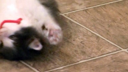 So Cute Fluffy Persian Kitten ! ! !