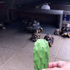 Elles sont vraiment très gourmandes ces tortues !