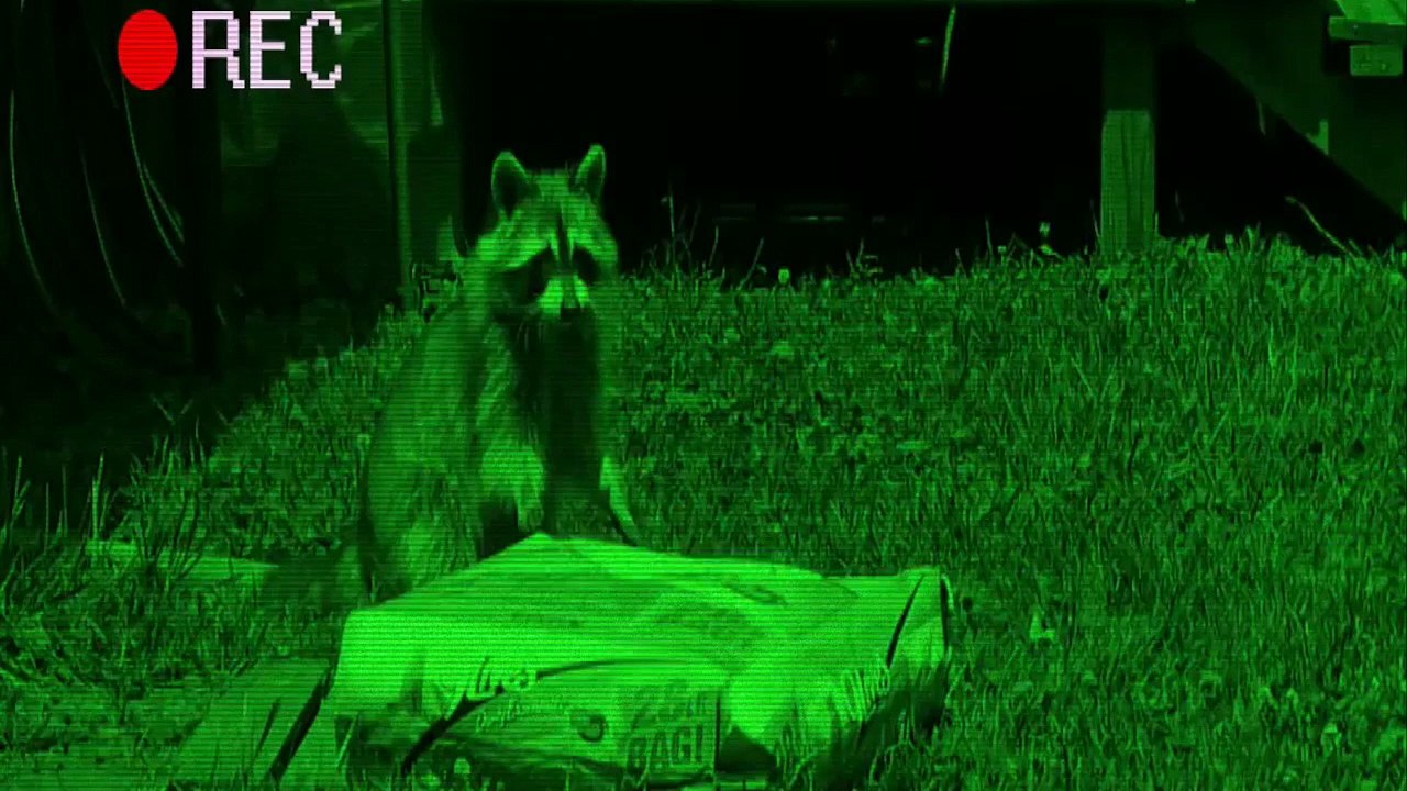 Un raton laveur vole un énorme sac de croquette !