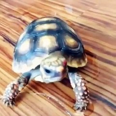 Kesinlikle izlenmesi gereken 5 ilginç video