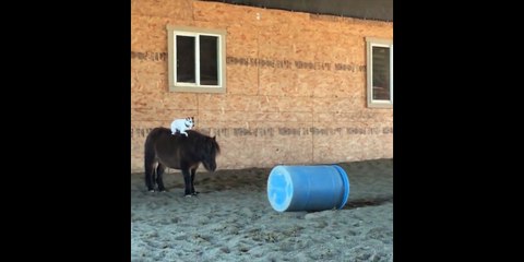 Un chien fait du cheval !