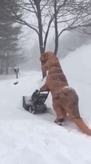 Woman in T-Rex Costume Takes on Snow in Milton, NH