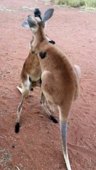 Orphan Baby Kangaroo Kickboxing