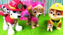 Paw Patrol Skye Loses a Tooth! Dentist Toy Surprises// Stop Motion | Fizzy Toy Show #1