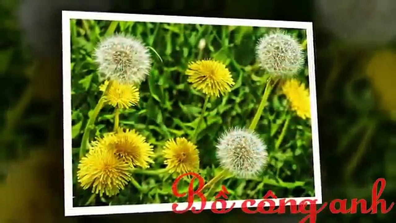 Livsin94.vn | Thực phẩm giúp giải độc gan và bảo vệ gan siêu tốt