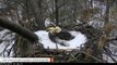 Viral Images Show Bald Eagle Pair Protecting Eggs During Winter Storm