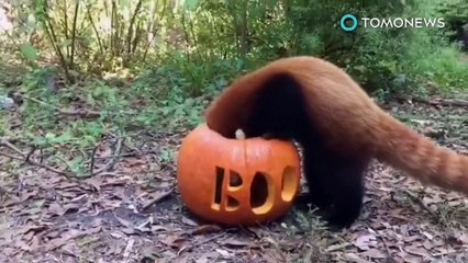 Panda vermelho desaparece de zoológico na virginia.