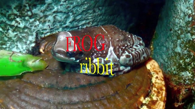 What Does the ANIMAL Say - Dolphin Donkey Hen Lion Sheep Frog Walrus Ape Bees Cat Seal Rhino Hippo Horse Snake Owl Fox