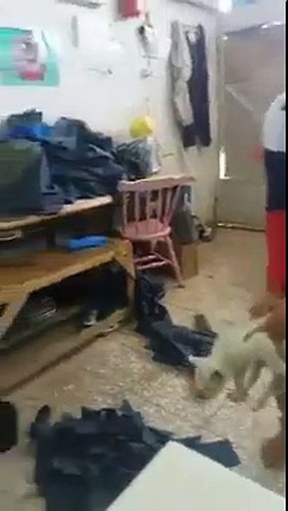 funny cat