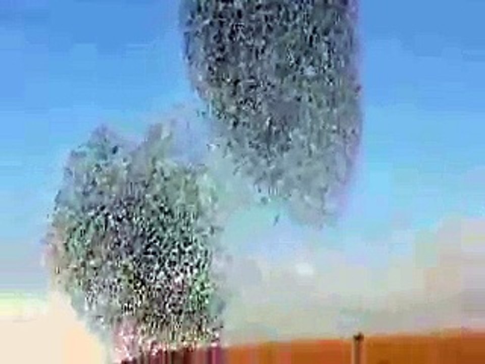 اللہ کی شان ان پرندوں کو کسنے یہ سکھایا